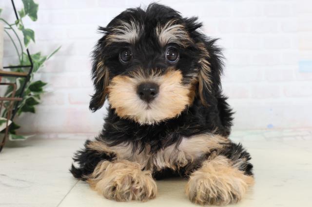 山口県のシュナプー(シュナウザー×プードル) (Coo&RIKUシーモール下関店/2026年2月13日生まれ/男の子/ブラックタン)の子犬の1枚目の画像