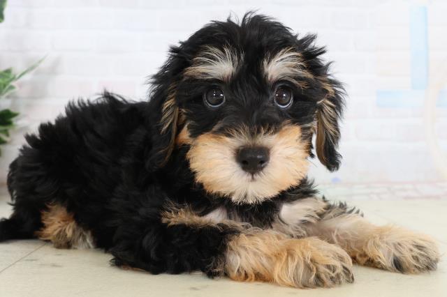 山口県のシュナプー(シュナウザー×プードル) (Coo&RIKUシーモール下関店/2026年2月13日生まれ/男の子/ブラックタン)の子犬の2枚目の画像