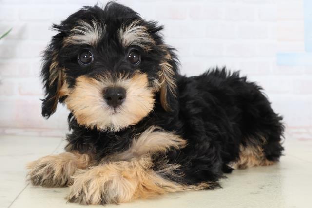 山口県のシュナプー(シュナウザー×プードル) (Coo&RIKUシーモール下関店/2026年2月13日生まれ/男の子/ブラックタン)の子犬の3枚目の画像