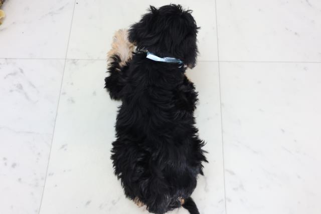 山口県のシュナプー(シュナウザー×プードル) (Coo&RIKUシーモール下関店/2026年2月13日生まれ/男の子/ブラックタン)の子犬の4枚目の画像