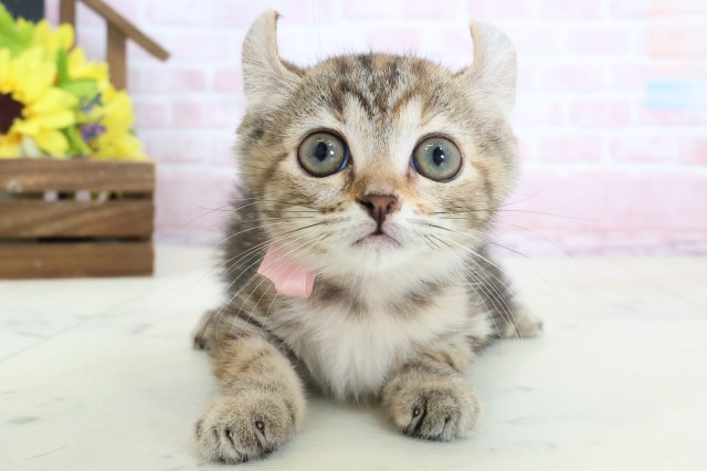 広島県のキンカロー (Coo&RIKU東広島店/2026年1月21日生まれ/女の子/ブラウンパッチドタビー)の子猫の1枚目の画像