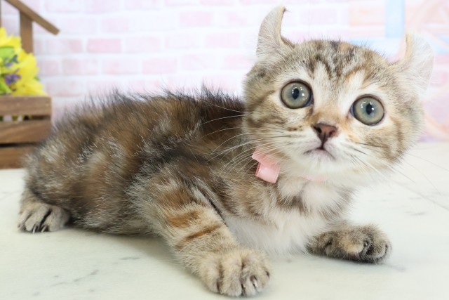 広島県のキンカロー (Coo&RIKU東広島店/2026年1月21日生まれ/女の子/ブラウンパッチドタビー)の子猫の2枚目の画像