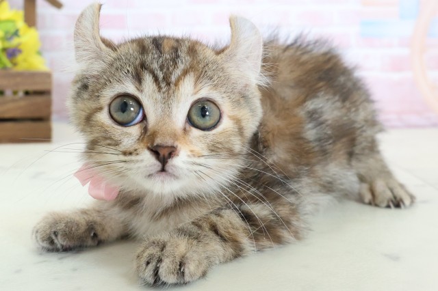 広島県のキンカロー (Coo&RIKU東広島店/2026年1月21日生まれ/女の子/ブラウンパッチドタビー)の子猫の3枚目の画像