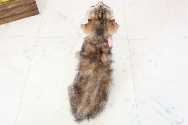 広島県のキンカロー (Coo&RIKU東広島店/2026年1月21日生まれ/女の子/ブラウンパッチドタビー)の子猫の4枚目の画像