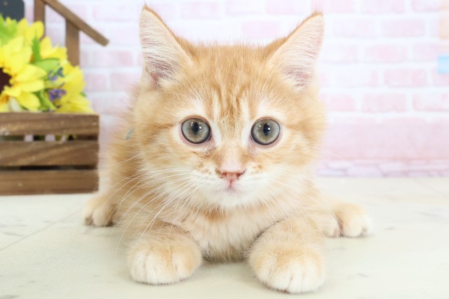 広島県のミヌエット (Coo&RIKU広島北店/2026年1月28日生まれ/男の子/レッドタビー)の子猫の1枚目の画像