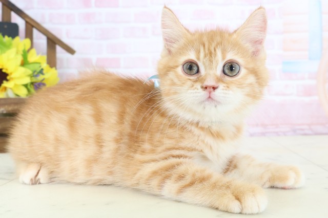 広島県のミヌエット (Coo&RIKU広島北店/2026年1月28日生まれ/男の子/レッドタビー)の子猫の2枚目の画像