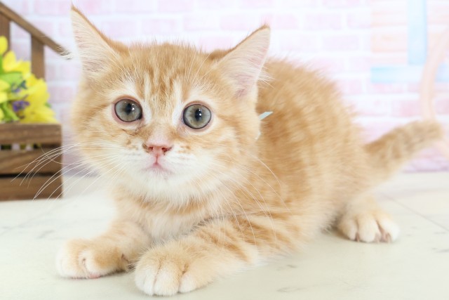 広島県のミヌエット (Coo&RIKU広島北店/2026年1月28日生まれ/男の子/レッドタビー)の子猫の3枚目の画像