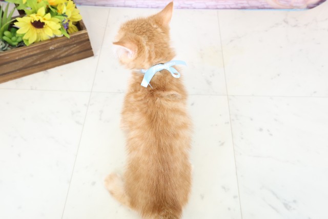 広島県のミヌエット (Coo&RIKU広島北店/2026年1月28日生まれ/男の子/レッドタビー)の子猫の4枚目の画像
