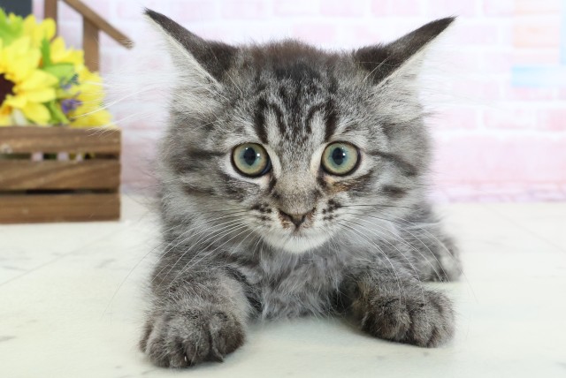 ミヌエット（長足）