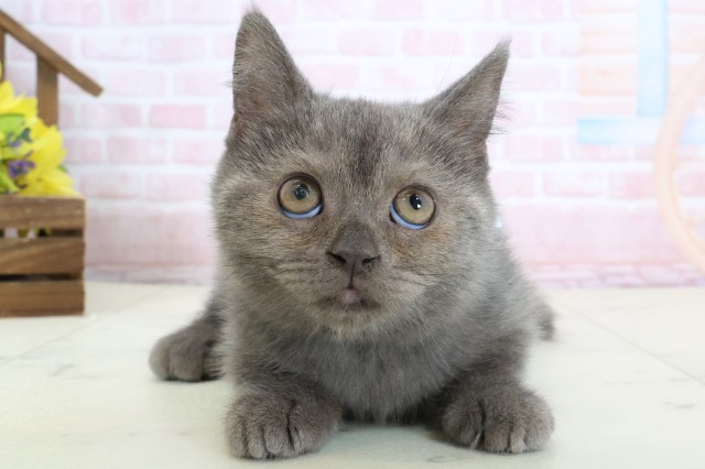 山口県のブリティッシュショートヘアー (Coo&RIKUシーモール下関店/2026年1月11日生まれ/男の子/ブルー)の子猫の1枚目の画像