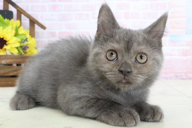 山口県のブリティッシュショートヘアー (Coo&RIKUシーモール下関店/2026年1月11日生まれ/男の子/ブルー)の子猫の2枚目の画像