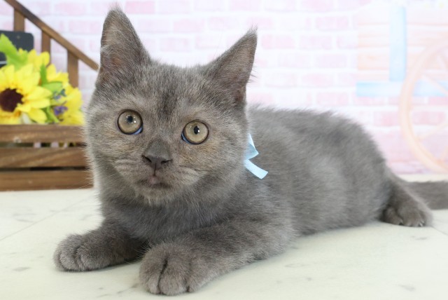 山口県のブリティッシュショートヘアー (Coo&RIKUシーモール下関店/2026年1月11日生まれ/男の子/ブルー)の子猫の3枚目の画像