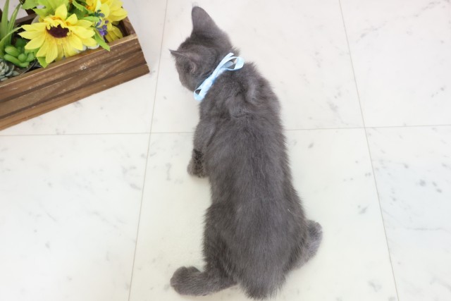 山口県のブリティッシュショートヘアー (Coo&RIKUシーモール下関店/2026年1月11日生まれ/男の子/ブルー)の子猫の4枚目の画像