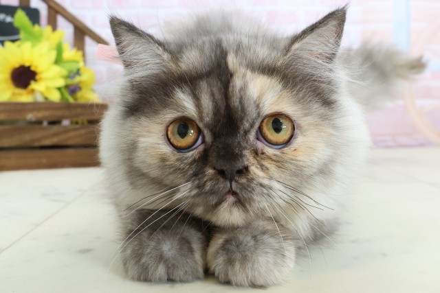 ミヌエット（長足）