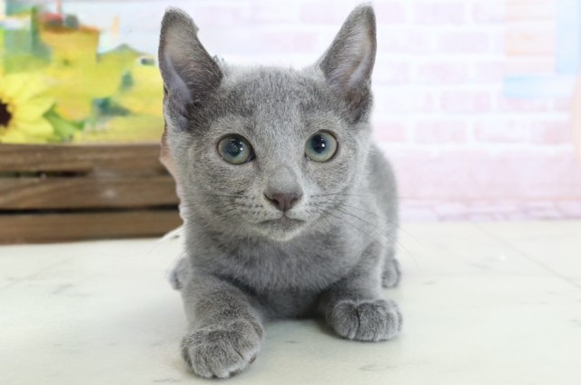 ロシアンブルー