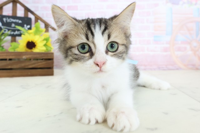 鹿児島県のミヌエット (Coo&RIKU鹿児島店/2025年12月25日生まれ/男の子/ブラウンタビーホワイト)の子猫の1枚目の画像