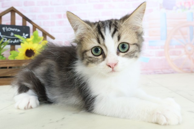 鹿児島県のミヌエット (Coo&RIKU鹿児島店/2025年12月25日生まれ/男の子/ブラウンタビーホワイト)の子猫の2枚目の画像
