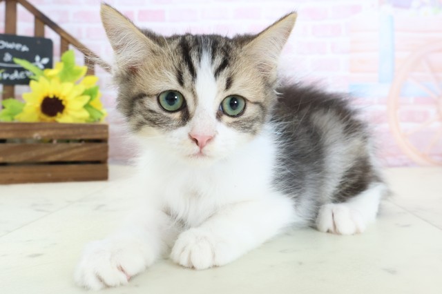 鹿児島県のミヌエット (Coo&RIKU鹿児島店/2025年12月25日生まれ/男の子/ブラウンタビーホワイト)の子猫の3枚目の画像