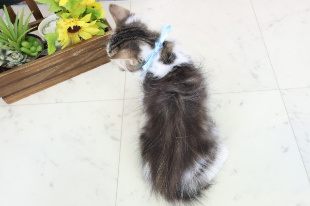 鹿児島県のミヌエット (Coo&RIKU鹿児島店/2025年12月25日生まれ/男の子/ブラウンタビーホワイト)の子猫の4枚目の画像