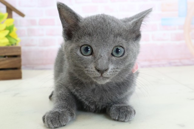 福岡県のロシアンブルー (Coo&RIKUゆめタウン飯塚店/2026年2月9日生まれ/女の子/ブルー)の子猫の1枚目の画像
