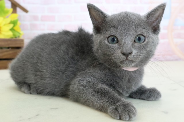 福岡県のロシアンブルー (Coo&RIKUゆめタウン飯塚店/2026年2月9日生まれ/女の子/ブルー)の子猫の2枚目の画像