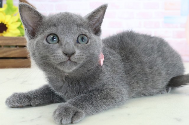 福岡県のロシアンブルー (Coo&RIKUゆめタウン飯塚店/2026年2月9日生まれ/女の子/ブルー)の子猫の3枚目の画像