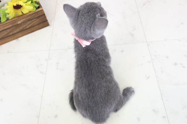 福岡県のロシアンブルー (Coo&RIKUゆめタウン飯塚店/2026年2月9日生まれ/女の子/ブルー)の子猫の4枚目の画像