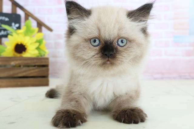 岡山県のヒマラヤン (Coo&RIKU岡山店/2026年2月12日生まれ/女の子/シールポイント)の子猫の1枚目の画像