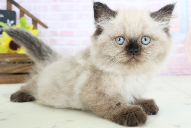 岡山県のヒマラヤン (Coo&RIKU岡山店/2026年2月12日生まれ/女の子/シールポイント)の子猫の2枚目の画像