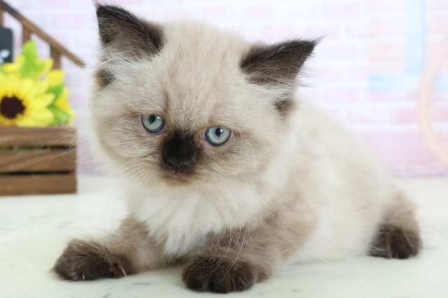 岡山県のヒマラヤン (Coo&RIKU岡山店/2026年2月12日生まれ/女の子/シールポイント)の子猫の3枚目の画像