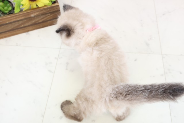 岡山県のヒマラヤン (Coo&RIKU岡山店/2026年2月12日生まれ/女の子/シールポイント)の子猫の4枚目の画像