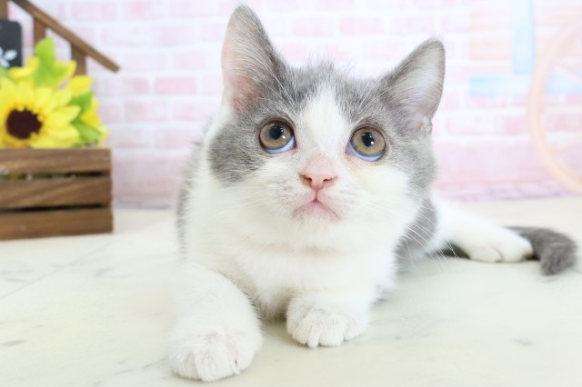 愛媛県のブリティッシュショートヘアー (Coo&RIKUイオンタウン川之江店/2026年1月23日生まれ/女の子/ブルーホワイト)の子猫の1枚目の画像