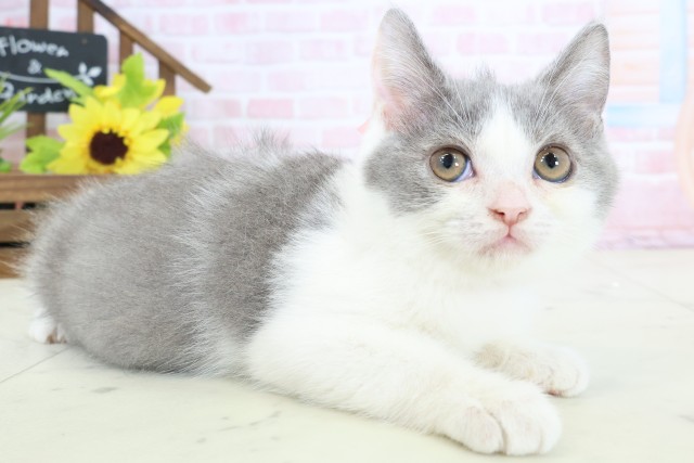 愛媛県のブリティッシュショートヘアー (Coo&RIKUイオンタウン川之江店/2026年1月23日生まれ/女の子/ブルーホワイト)の子猫の2枚目の画像