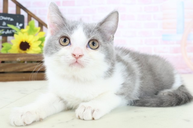 愛媛県のブリティッシュショートヘアー (Coo&RIKUイオンタウン川之江店/2026年1月23日生まれ/女の子/ブルーホワイト)の子猫の3枚目の画像