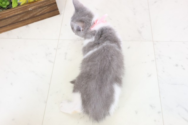 愛媛県のブリティッシュショートヘアー (Coo&RIKUイオンタウン川之江店/2026年1月23日生まれ/女の子/ブルーホワイト)の子猫の4枚目の画像