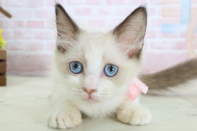 長崎県のラグドール (Coo&RIKU長崎佐世保店/2026年1月11日生まれ/女の子/シールポイントバイカラー)の子猫の1枚目の画像