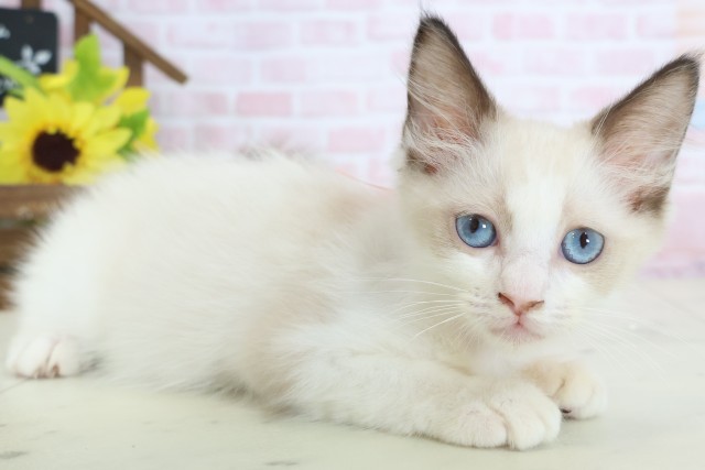 長崎県のラグドール (Coo&RIKU長崎佐世保店/2026年1月11日生まれ/女の子/シールポイントバイカラー)の子猫の2枚目の画像