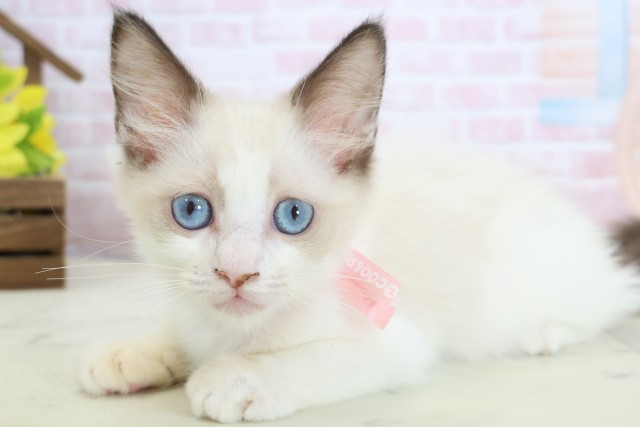 長崎県のラグドール (Coo&RIKU長崎佐世保店/2026年1月11日生まれ/女の子/シールポイントバイカラー)の子猫の3枚目の画像