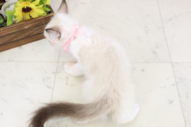 長崎県のラグドール (Coo&RIKU長崎佐世保店/2026年1月11日生まれ/女の子/シールポイントバイカラー)の子猫の4枚目の画像