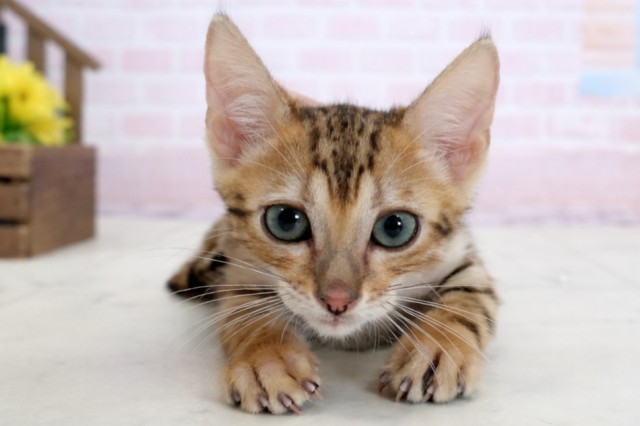 佐賀県のトイガー (Coo&RIKU佐賀神埼店/2026年1月31日生まれ/男の子/ブラウンマッカレルタビー)の子猫の1枚目の画像