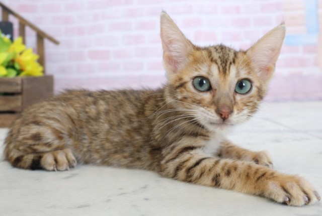 佐賀県のトイガー (Coo&RIKU佐賀神埼店/2026年1月31日生まれ/男の子/ブラウンマッカレルタビー)の子猫の2枚目の画像