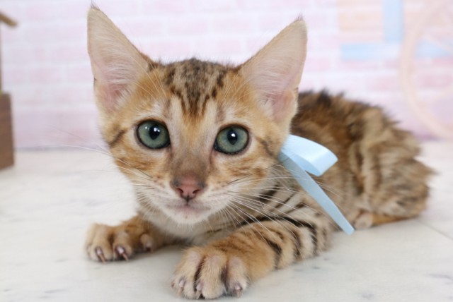 佐賀県のトイガー (Coo&RIKU佐賀神埼店/2026年1月31日生まれ/男の子/ブラウンマッカレルタビー)の子猫の3枚目の画像