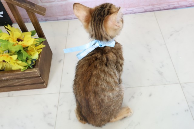 佐賀県のトイガー (Coo&RIKU佐賀神埼店/2026年1月31日生まれ/男の子/ブラウンマッカレルタビー)の子猫の4枚目の画像