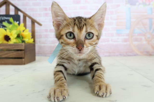 長崎県のトイガー (Coo&RIKU長崎浜町店/2026年1月31日生まれ/男の子/ブラウンマッカレルタビー)の子猫の1枚目の画像