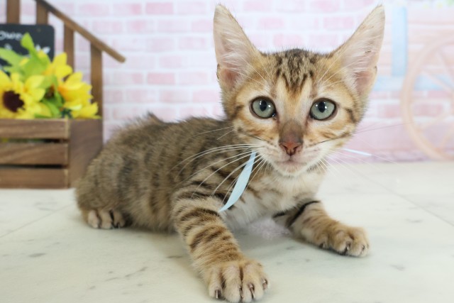 長崎県のトイガー (Coo&RIKU長崎浜町店/2026年1月31日生まれ/男の子/ブラウンマッカレルタビー)の子猫の2枚目の画像