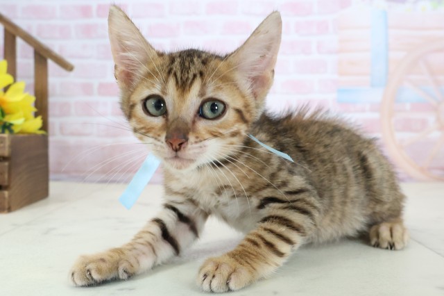 長崎県のトイガー (Coo&RIKU長崎浜町店/2026年1月31日生まれ/男の子/ブラウンマッカレルタビー)の子猫の3枚目の画像