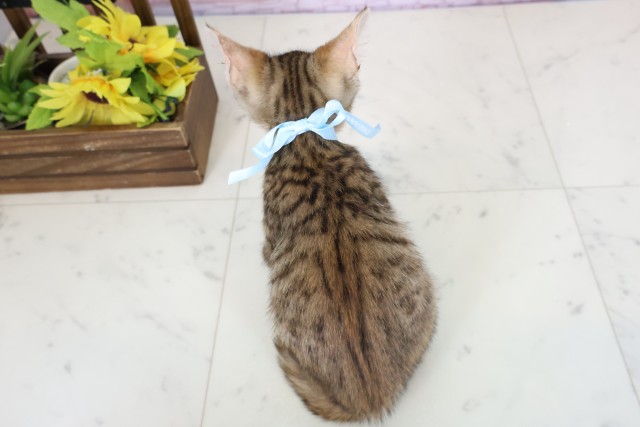 長崎県のトイガー (Coo&RIKU長崎浜町店/2026年1月31日生まれ/男の子/ブラウンマッカレルタビー)の子猫の4枚目の画像