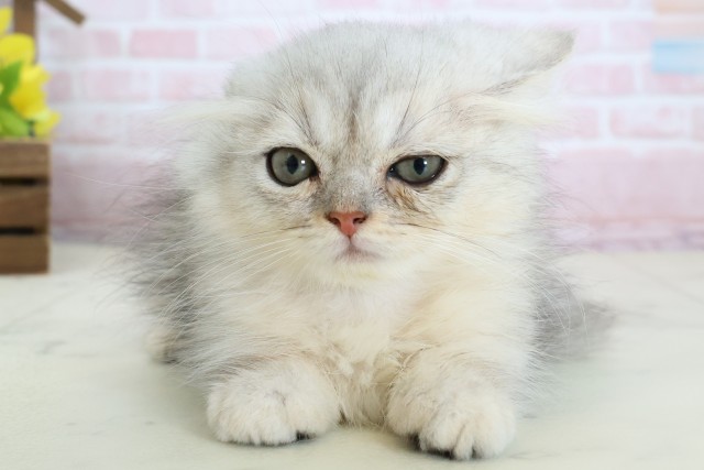 愛媛県のミヌエット (Coo&RIKU愛媛松山店/2026年1月18日生まれ/男の子/チンチラシルバー)の子猫の1枚目の画像