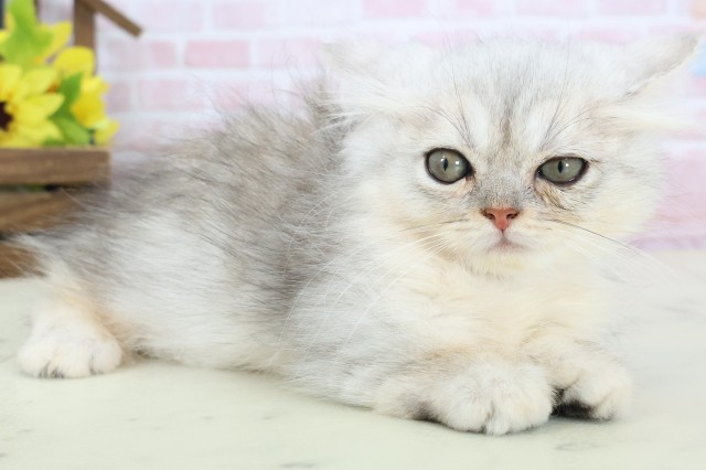 愛媛県のミヌエット (Coo&RIKU愛媛松山店/2026年1月18日生まれ/男の子/チンチラシルバー)の子猫の2枚目の画像