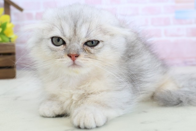 愛媛県のミヌエット (Coo&RIKU愛媛松山店/2026年1月18日生まれ/男の子/チンチラシルバー)の子猫の3枚目の画像